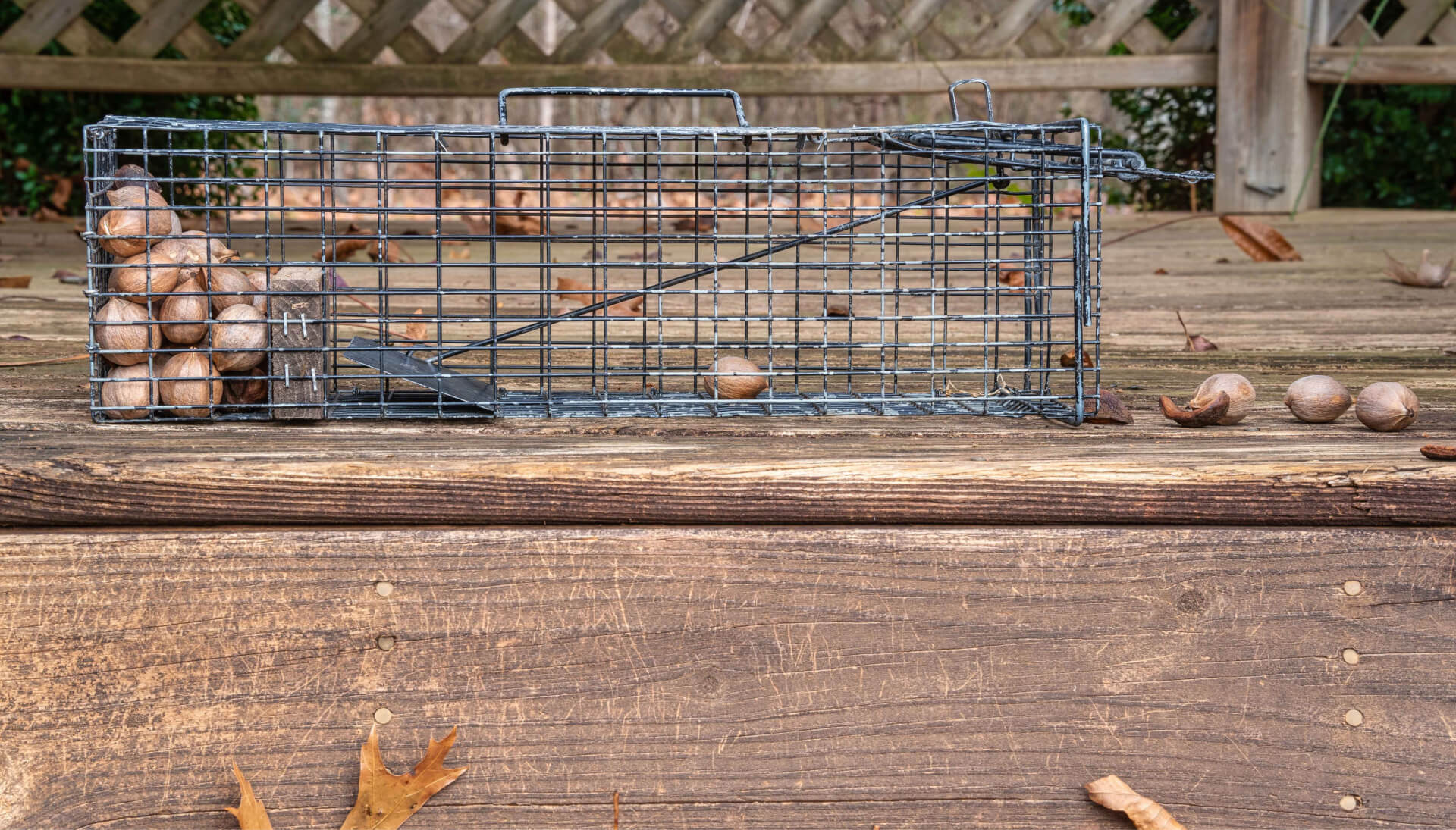 Professional-Wildlife-Control in Maryland